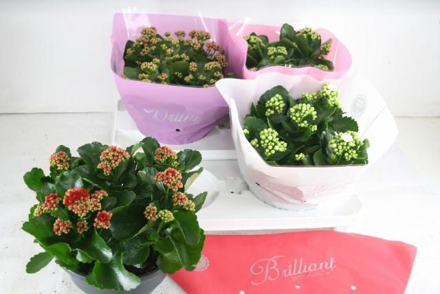 <h4>KAL GE GEM 4 KL</h4>