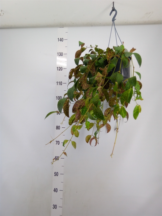 <h4>Aeschynanthus marmoratus</h4>
