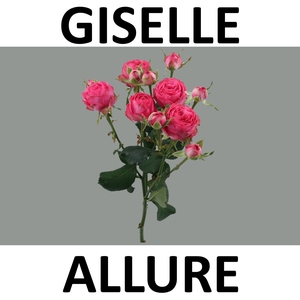 R TR GISELLE!