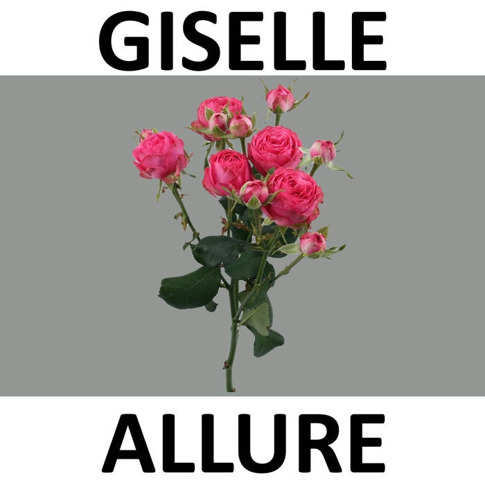 <h4>R TR GISELLE!</h4>