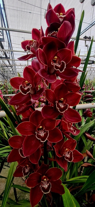 <h4>CYMB T AMARO 80 CM</h4>