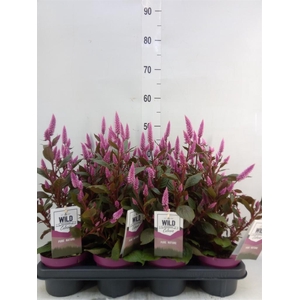 Celosia spic. 'Wild Pink'