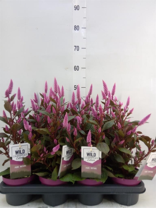 <h4>Celosia spic. 'Wild Pink'</h4>