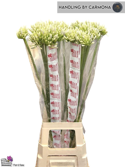<h4>Agap Praecox Meoni Xxl</h4>