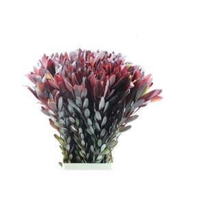 Leucad Saf Sunset Xl