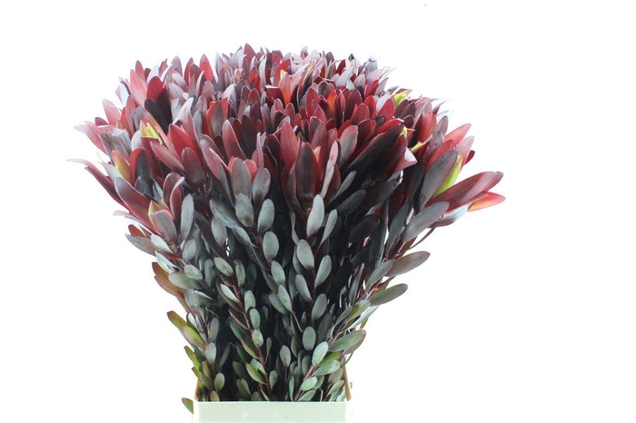 <h4>Leucad Saf Sunset Xl</h4>