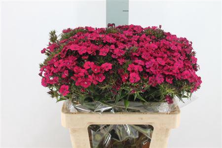 <h4>Di Barb Neon Cherry X50</h4>