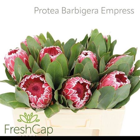 <h4>Protea Mag Candida</h4>