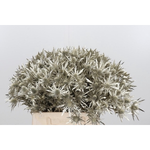 Eryn Orion Kl Bh Platina