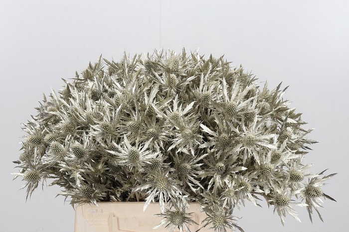 <h4>Eryn Orion Kl Bh Platina</h4>