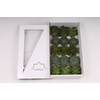 Echeveria Green Mix (wincx) Cutfl (5 Spcs) Wincx-10cm