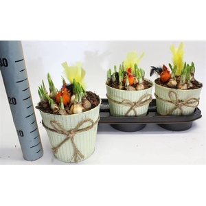 Narcissus Tete a Tete arr. 18Ø 25cm