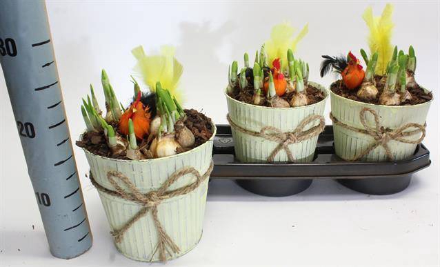 Narcissus Tete a Tete arr. 18Ø 25cm