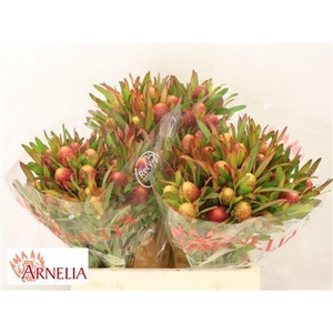 LEUCAD AYOBA CHERRY PEARL