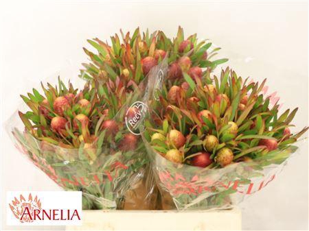 <h4>LEUCAD AYOBA CHERRY PEARL</h4>