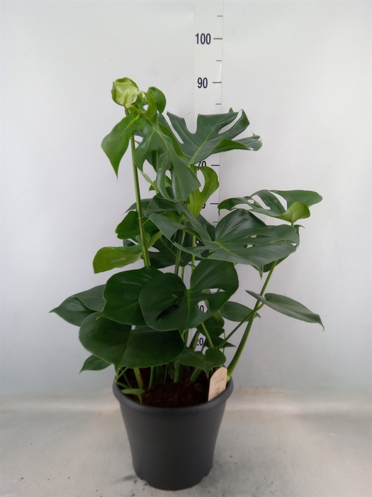 <h4>Monstera delic.</h4>