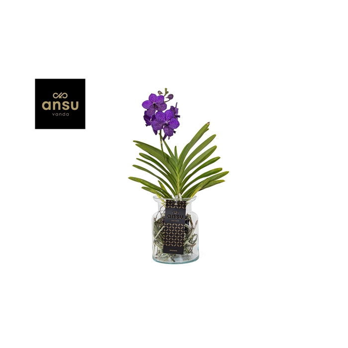 <h4>Vanda Bose Blue</h4>