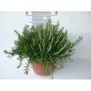 Rosmarinus offi. 'Prostratus'