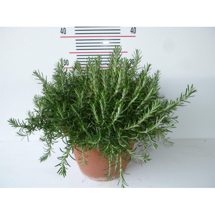 <h4>Rosmarinus offi. 'Prostratus'</h4>