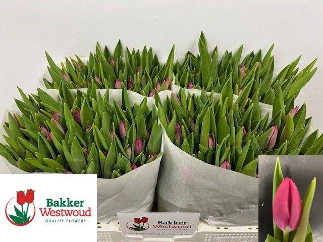 <h4>TU EN PINK ARDOUR</h4>