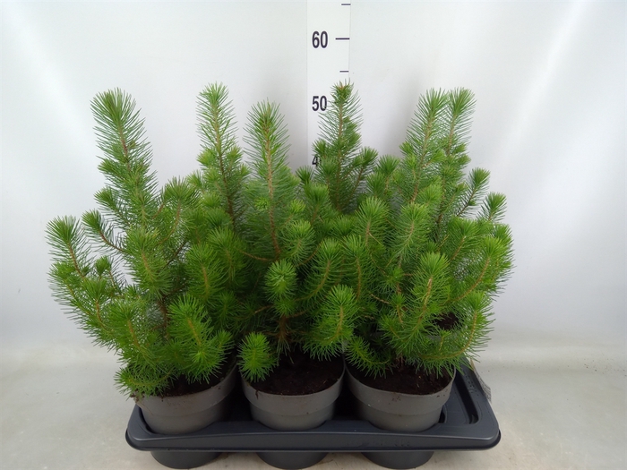 <h4>Pinus pinea 'Silver Crest'</h4>