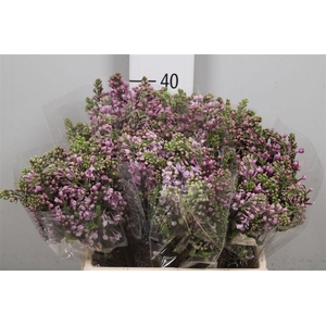 Syr V Dark Koster 2+