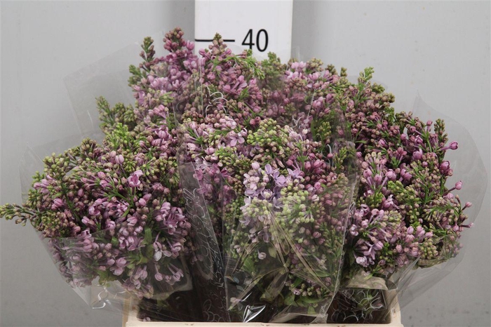 Syr V Dark Koster 2+