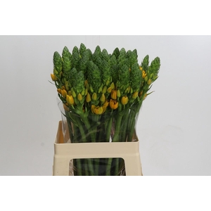 Ornithogalum dubium Gold Star