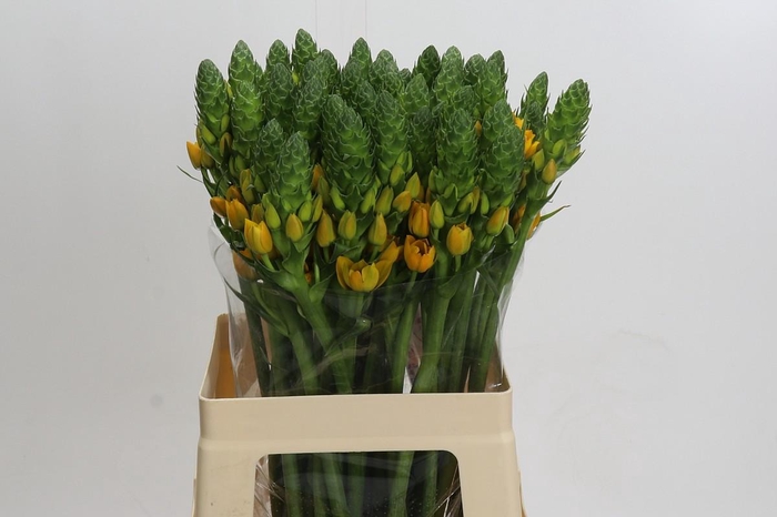 <h4>Ornithogalum dubium Gold Star</h4>