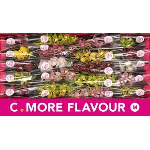 Mini cymbidium 'Mix' 40 cm