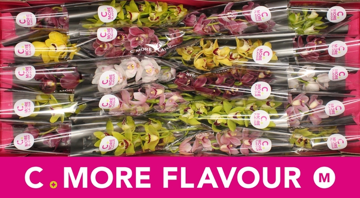 <h4>Mini cymbidium 'Mix' 40 cm</h4>