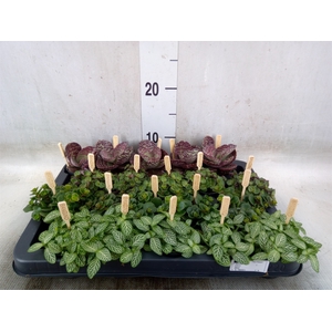 Planten  ..mix