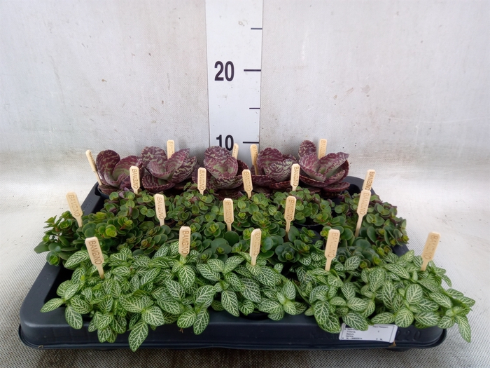 <h4>Planten  ..mix</h4>