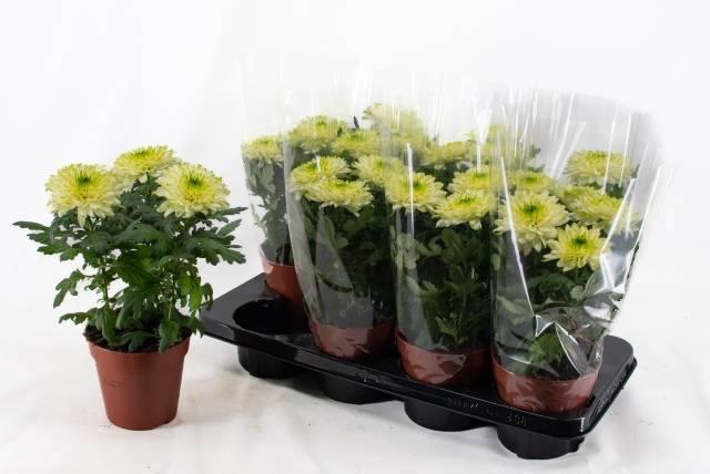 <h4>CHRYS NOVA LIME</h4>