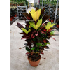 Codiaeum variegatum kleinbladig gemengd 2 soorten
