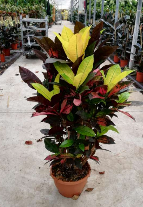 Codiaeum variegatum kleinbladig gemengd 2 soorten