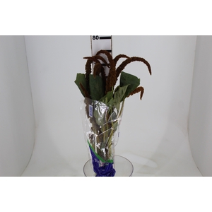 AMARANTHUS DOURADO 070 CM