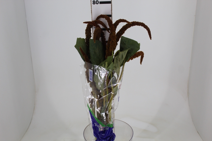 <h4>AMARANTHUS DOURADO 070 CM</h4>