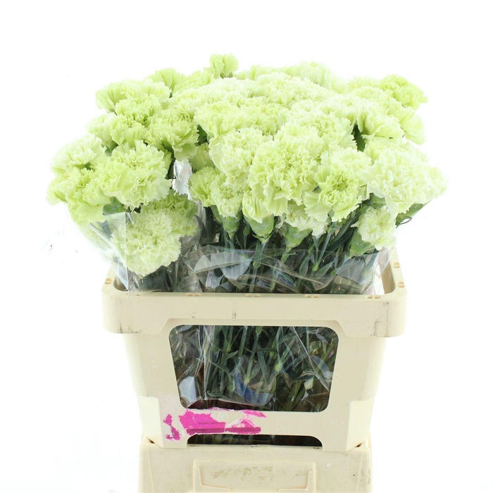 <h4>DI ST GOBLIN</h4>