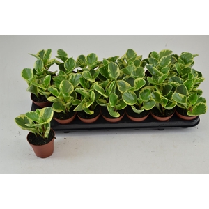Peperomia obt. 'Variegata'