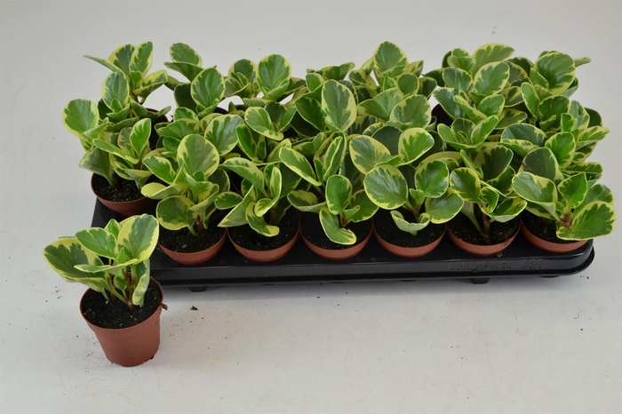 <h4>Peperomia obt. 'Variegata'</h4>