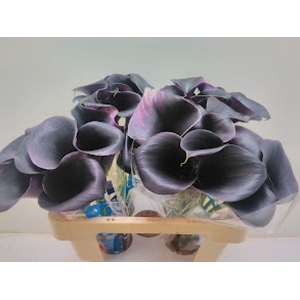 Calla Carrera