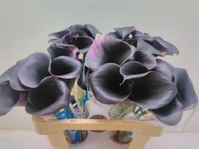 <h4>Calla Carrera</h4>