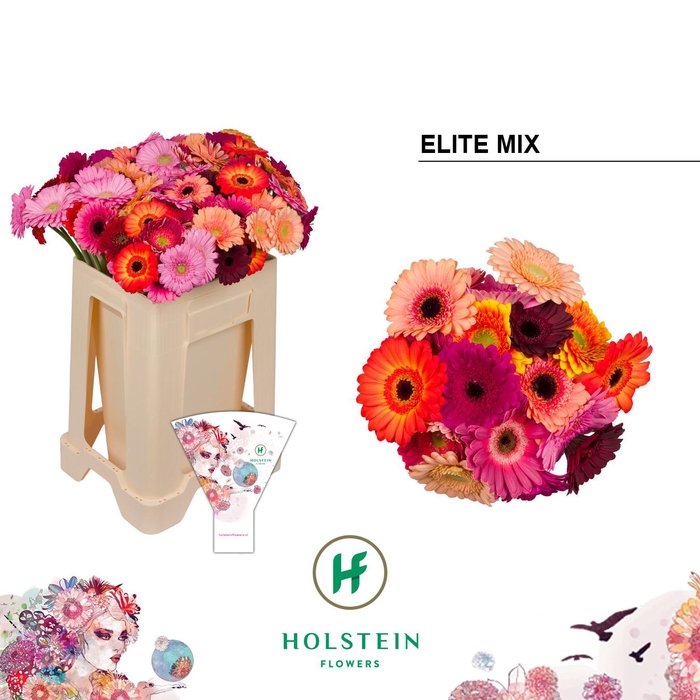 <h4>Germini Mix Elite Water/Hoes x80</h4>