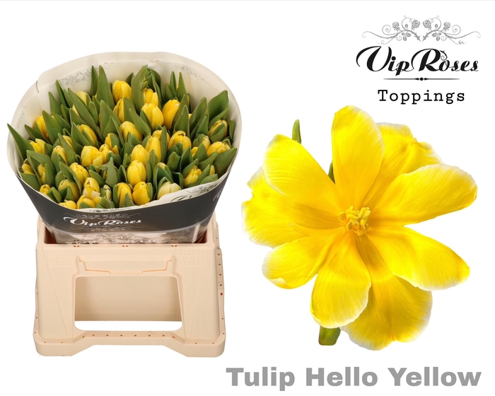 TU EN A HELLO YELLOW