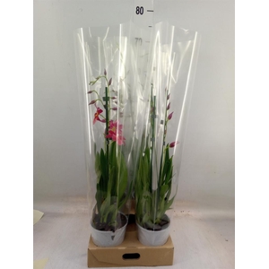 Burrageara  'Nelly Isler'