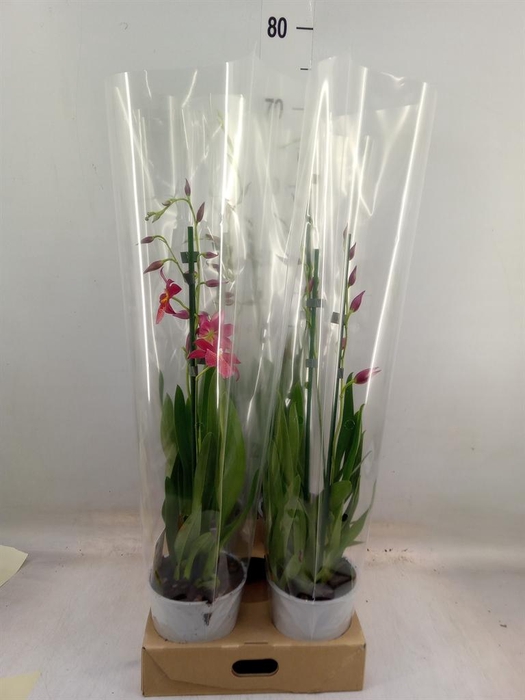 <h4>Burrageara  'Nelly Isler'</h4>