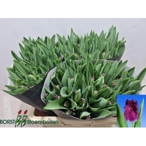 TU FR PURPLE CRYSTAL