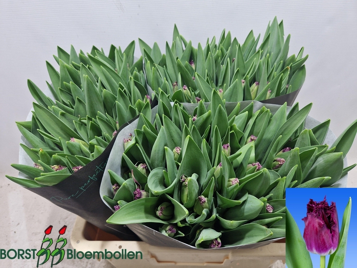 <h4>TU FR PURPLE CRYSTAL</h4>