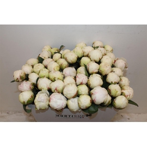 Paeo L Bowl Of Cream